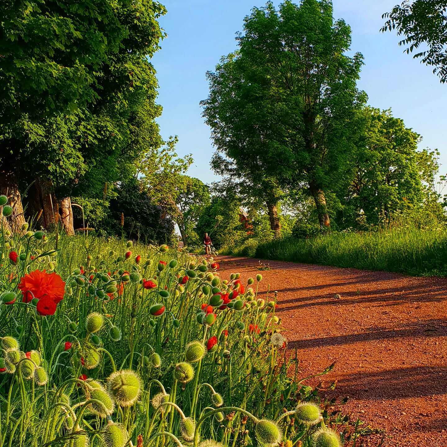 Vandring i naturen på Åland