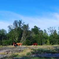 Paysage agricole des îles Åland, photo: Tina Larsson