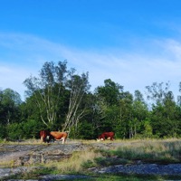 Åländische Landschaft, Bild: Tinaa Larsson