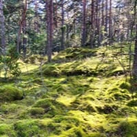 Forest in Nötö
