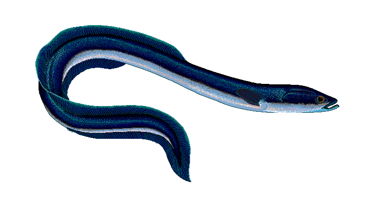 Eel in Åland