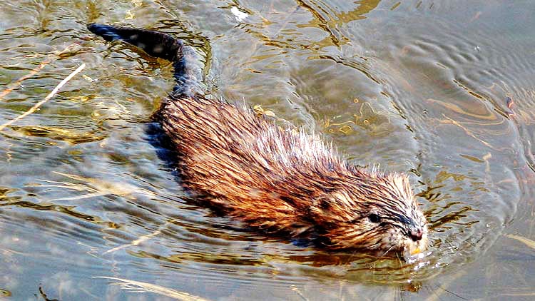 Musk rat in Åland