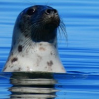Seal in Bröndl, picture: Stefan Nordman