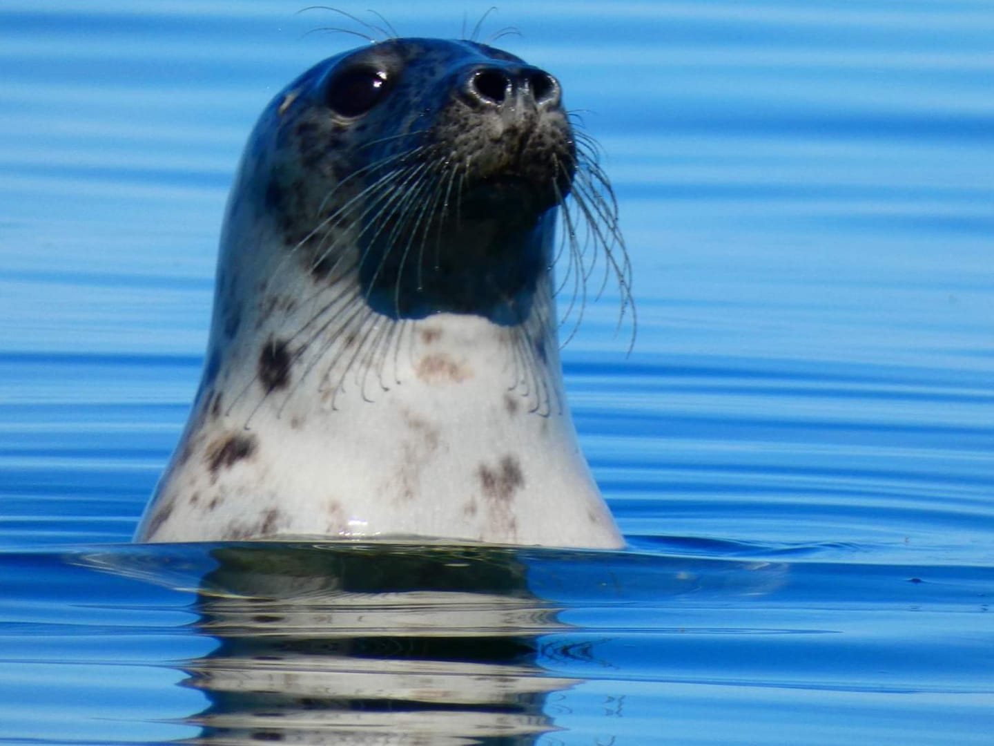 Seal in Brändö, picture: Stefan Nordman