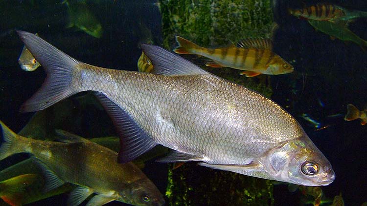 Bream in Åland