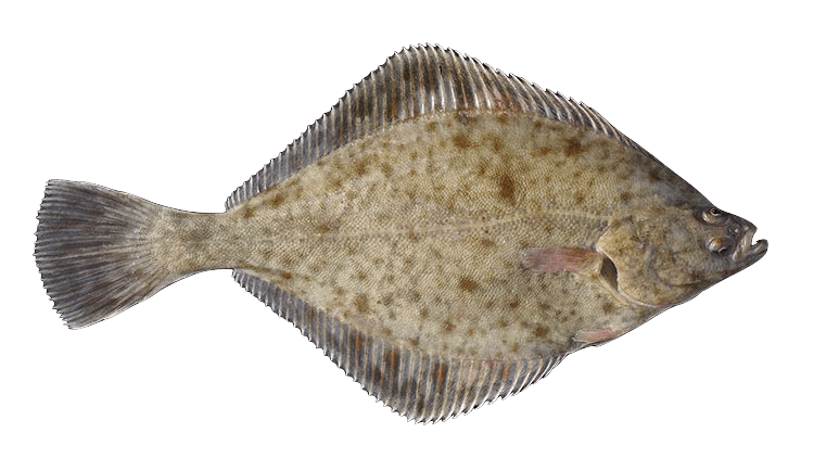 Flounder in Åland