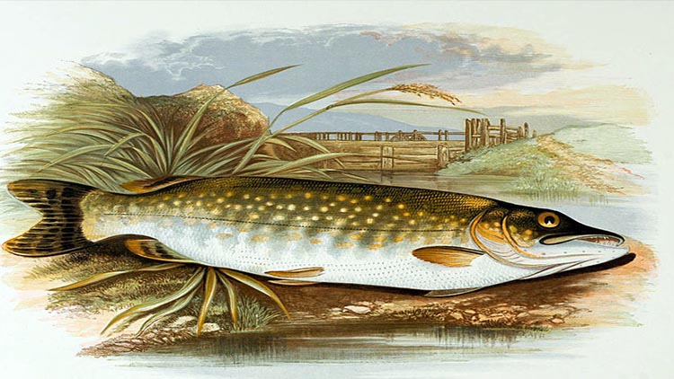 Pike in Åland