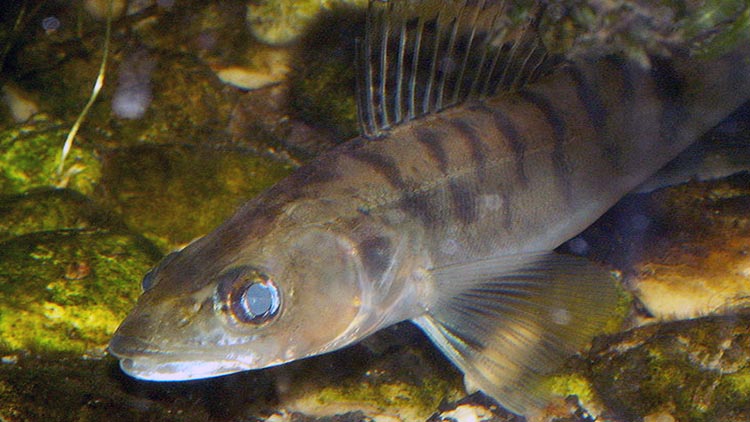 Pike-perch in Åland