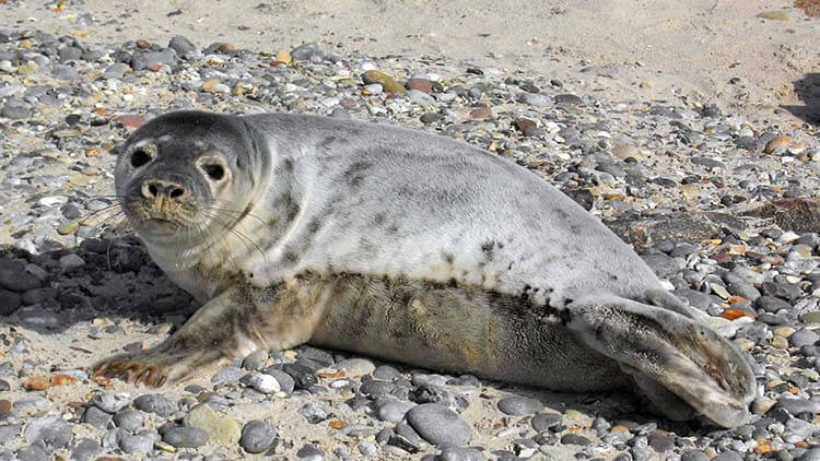 Seal in Åland