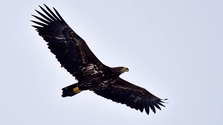 Eagle in Åland