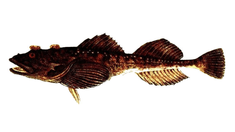 Sculpin in Åland