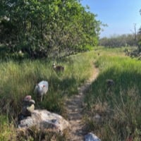 Lambs on a hiking trail, picture: Jenni Avellán-Jansson