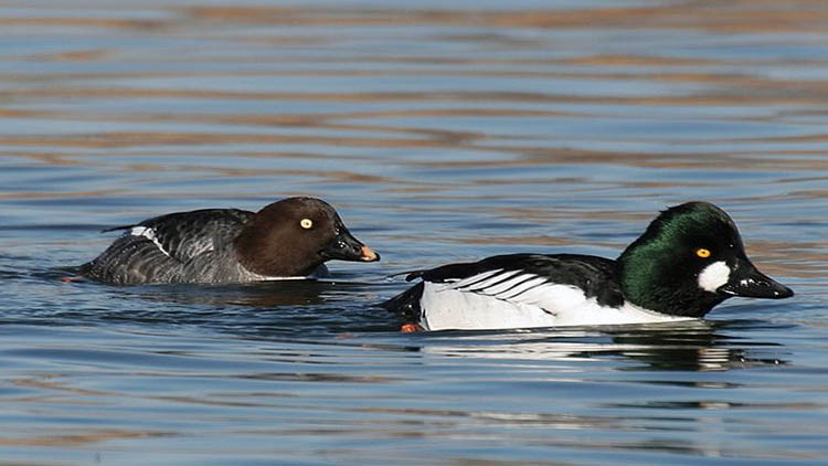 Goldeneye in Åland