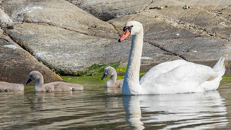 Mute swan in Åland
