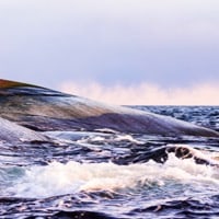 Kökar i den yttre åländska skärgården