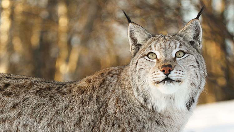 Lynx in Åland