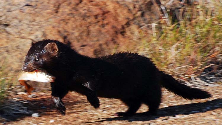 Ferret in Åland