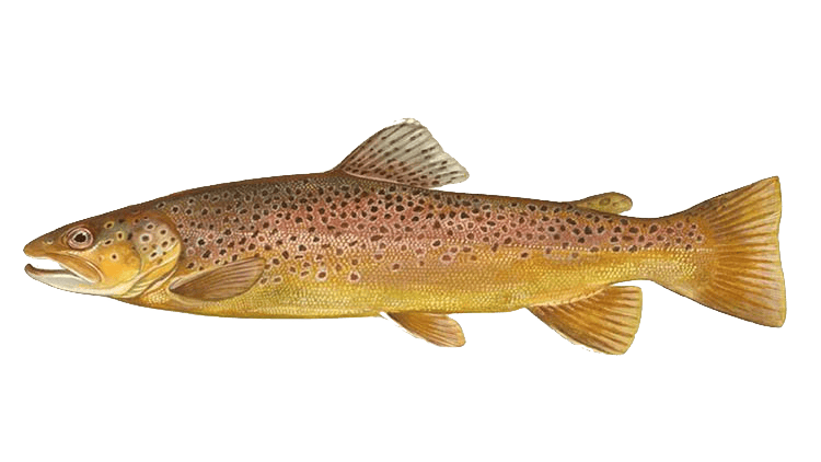 Trout in Åland