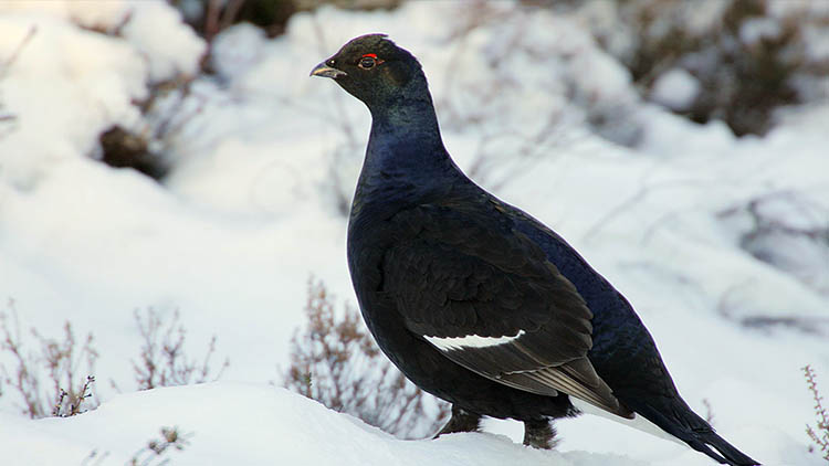 Black grouse in Åland