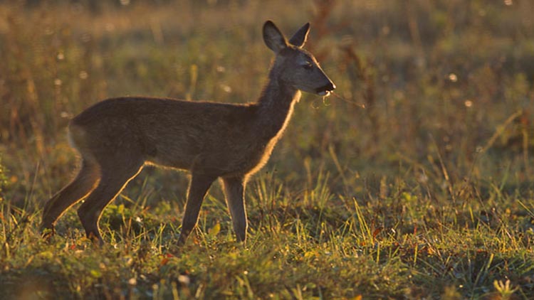 Deer in Åland