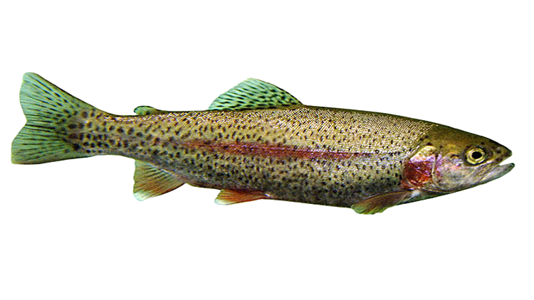 Rainbow trout in Åland