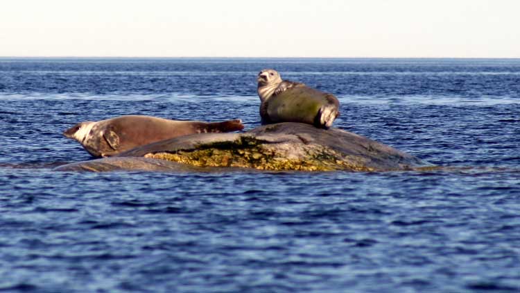 Robben in Brändö