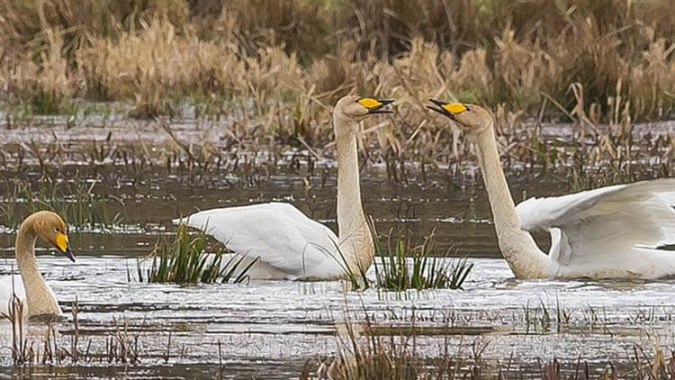 Whooper in Åland