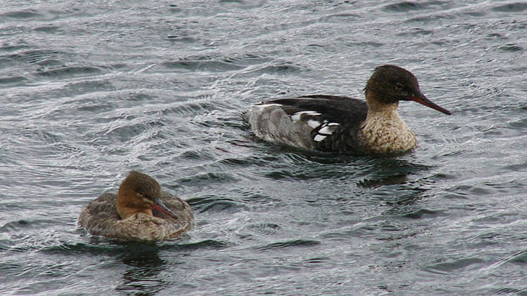 Red-breasted merganser in Åland