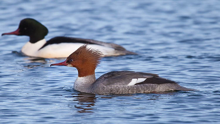 Goosander in Åland