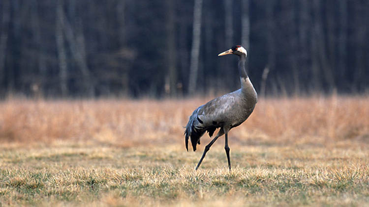 Cranes in Åland