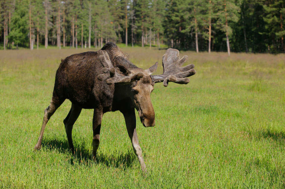 Älg på Åland