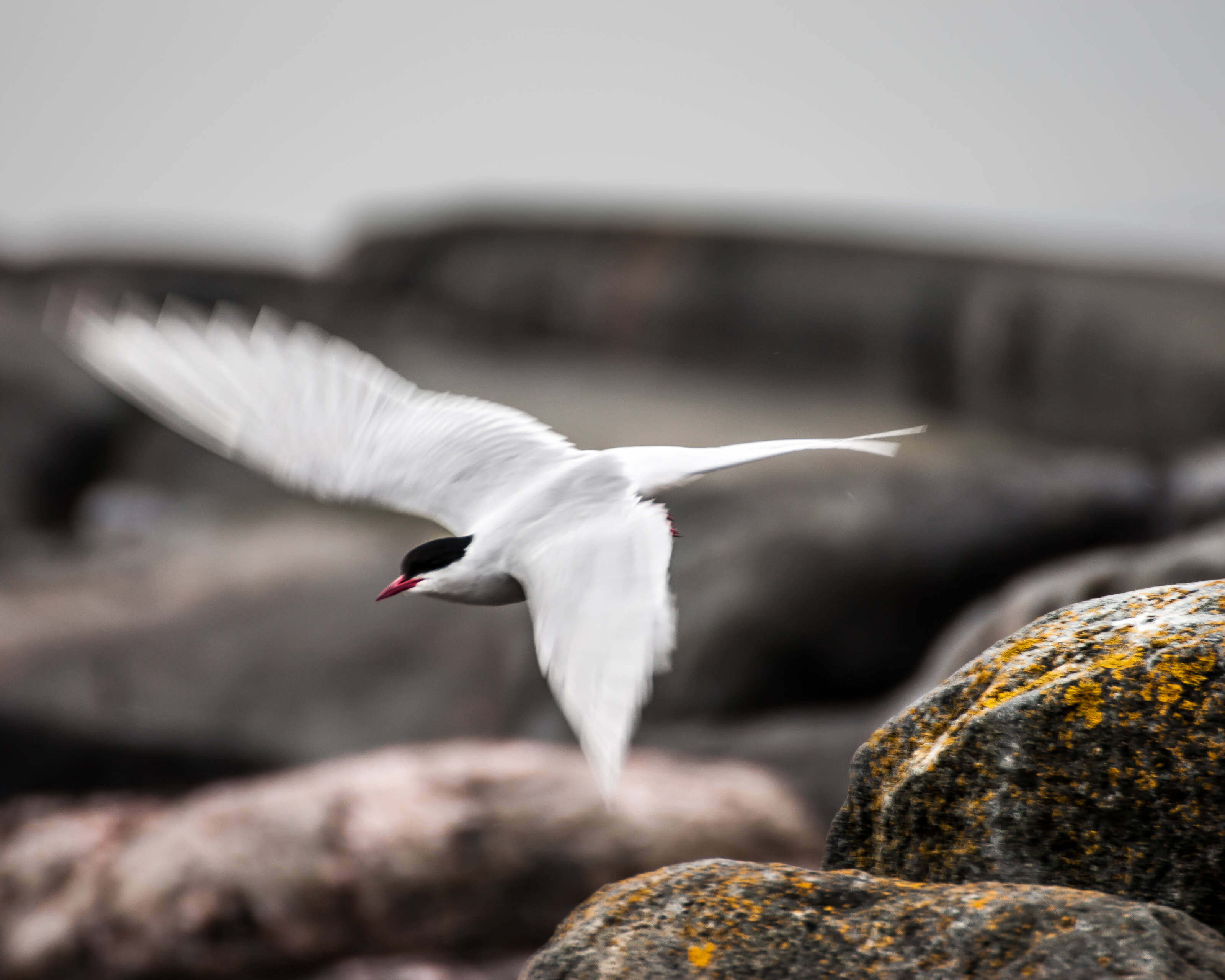 Oiseaux en Åland