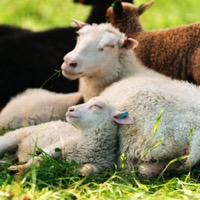 Lamm på Björkö, foto: VisitPargas